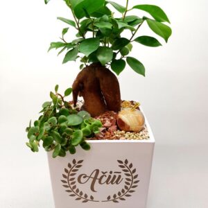 Flowers pot ,,Aciu!,,