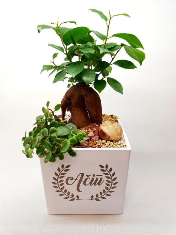 Flowers pot ,,Aciu!,,