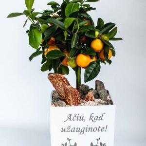 Flowers pot „Aciu,kad uzauginote,,