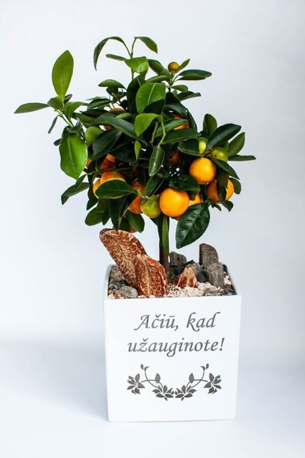 Flowers pot „Aciu,kad uzauginote,,