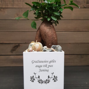 Flowers pot ,,Graziausios geles auga..,,
