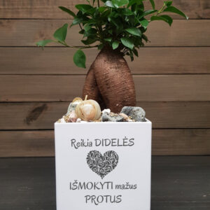 Flowers pot „Reikia dideles..,,