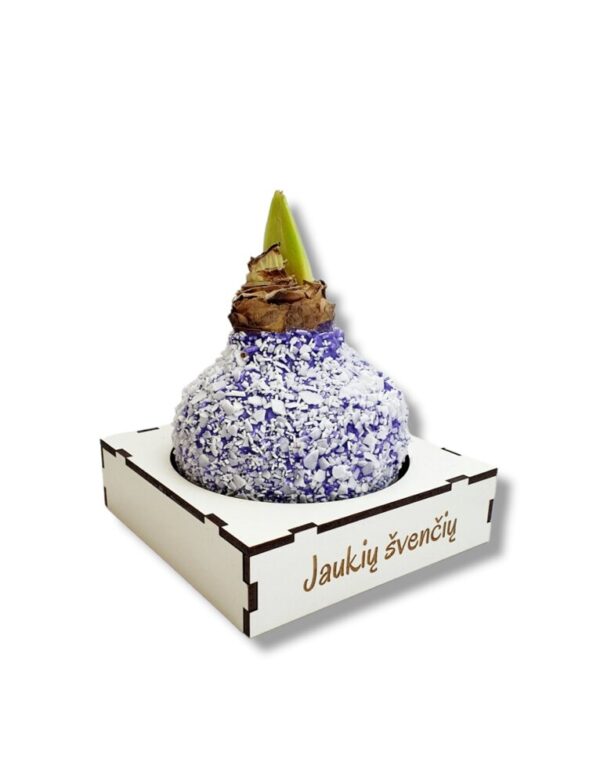 WAXED AMARYLLIS BULB with box ,,Jaukiu svenciu,,