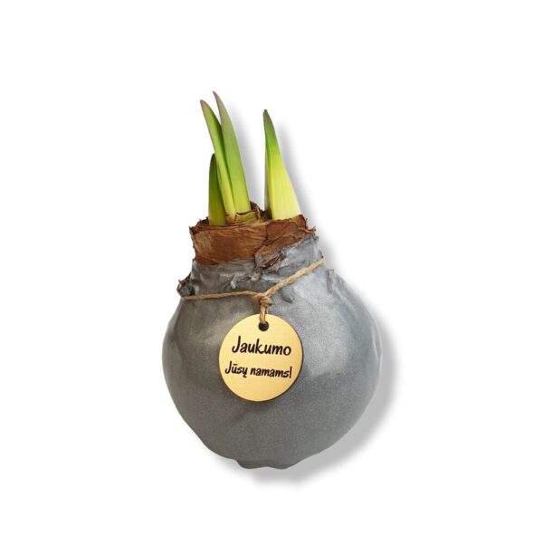WAXED AMARYLLIS BULB with box ,,Jaukiu svenciu,, - Image 8