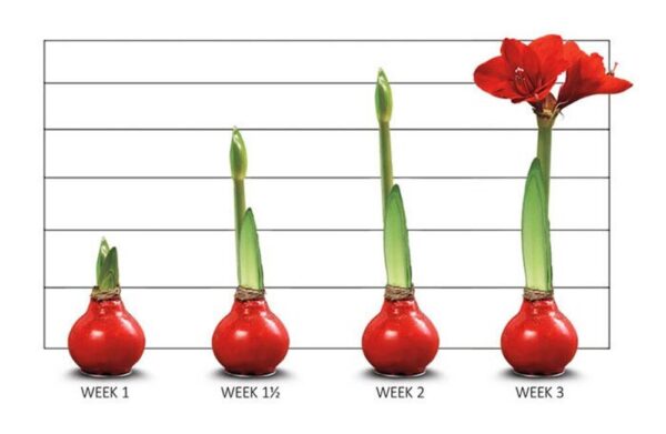 WAXED AMARYLLIS BULB with box ,,Jaukiu svenciu,, - Image 4