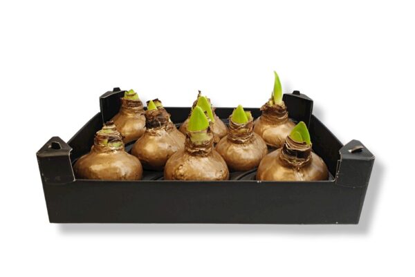 WAXED AMARYLLIS BULB with box ,,Jaukiu svenciu,, - Image 9