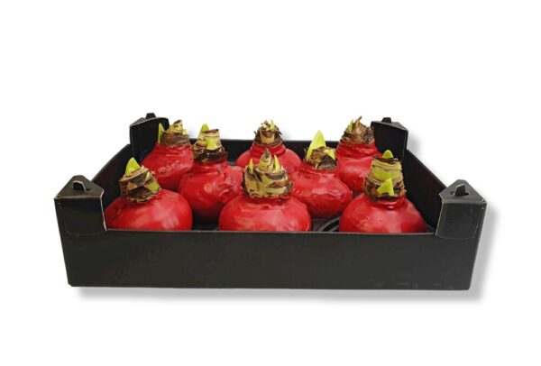 WAXED AMARYLLIS BULB with box ,,Jaukiu svenciu,, - Image 11